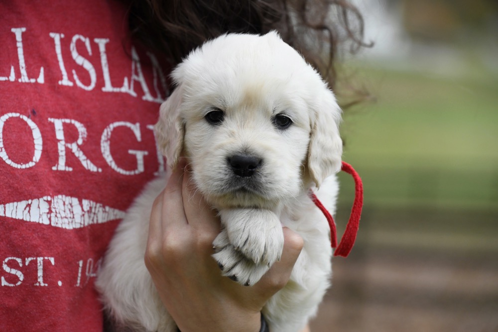 Molly's 5 week old puppies - Mr. Red