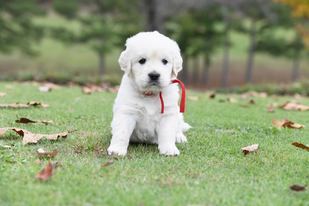 Molly's 5 week old puppies - Mr. Red