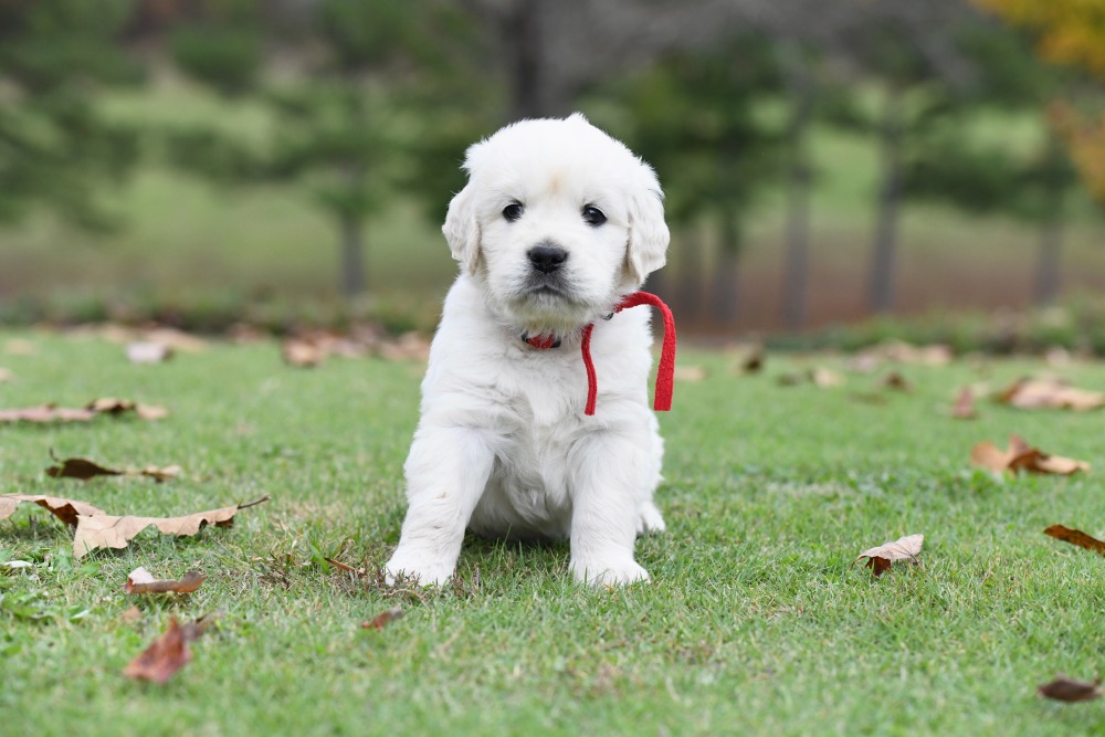 Molly's 5 week old puppies - Mr. Red
