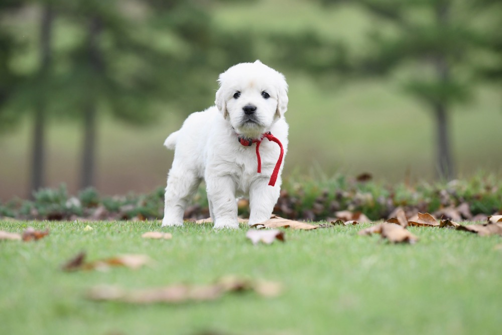 Molly's 5 week old puppies - Mr. Red