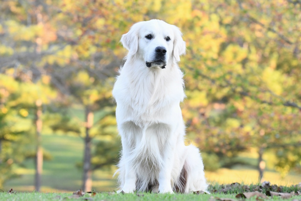 Flynn Sitting on Front Lawn