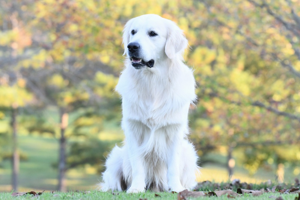 Flynn Sitting on the Front Lawn