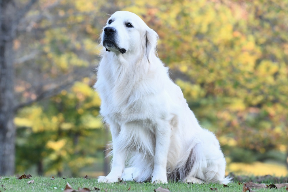 Flynn Sitting on the Front Lawn