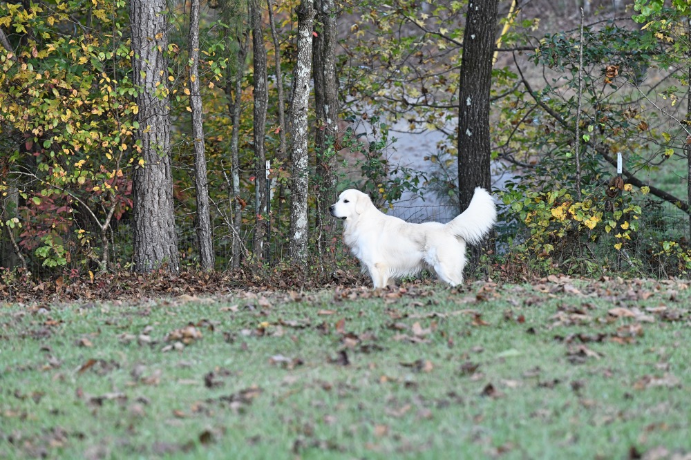 Flynn in Road Pasture at a Distance