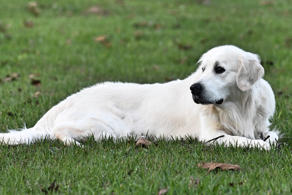 Flynn Lying in Road Pasture