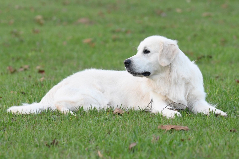 Flynn Lying in Road Pasture