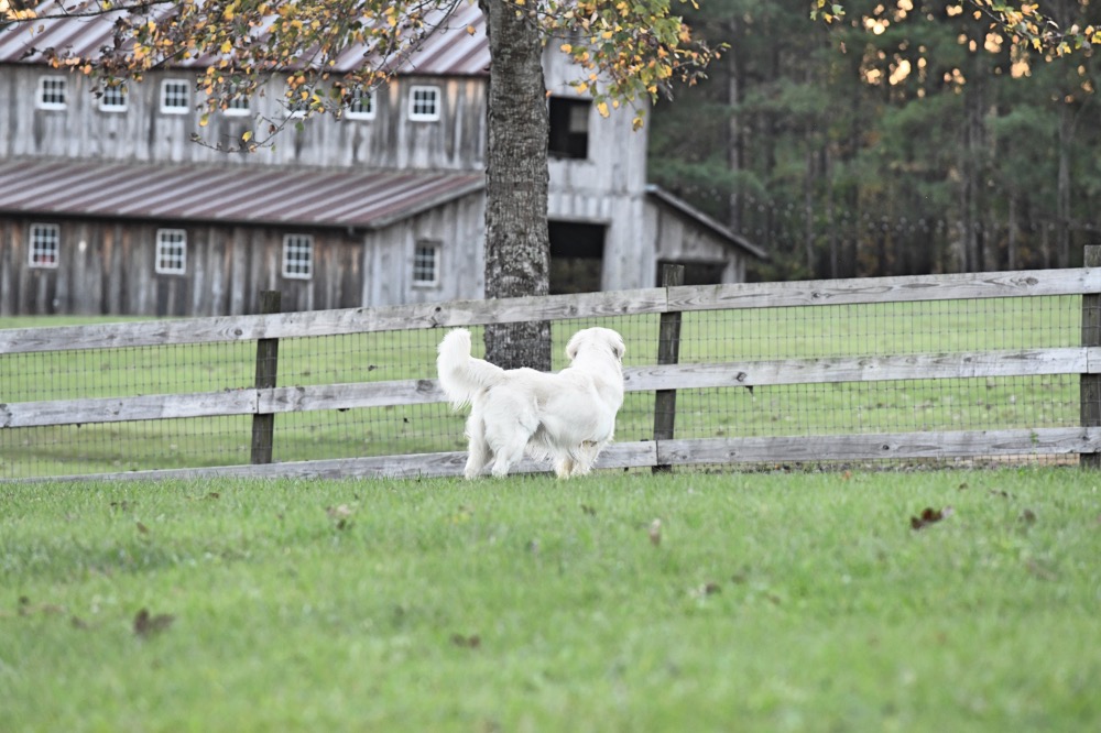 Flynn Looking at Barn