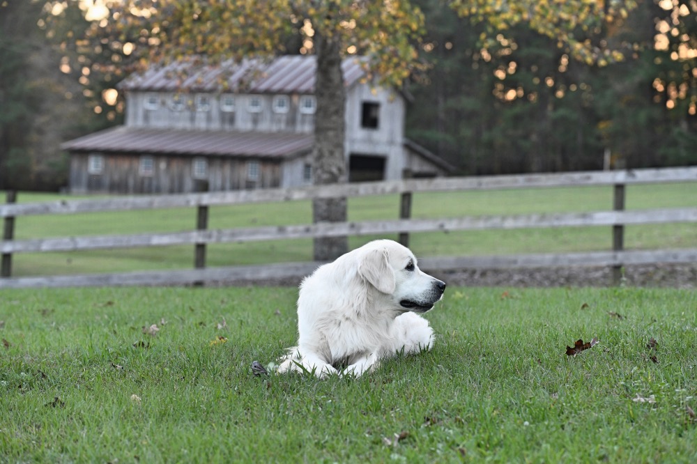 Flynn Lying in Road Pasture in Front of Barn