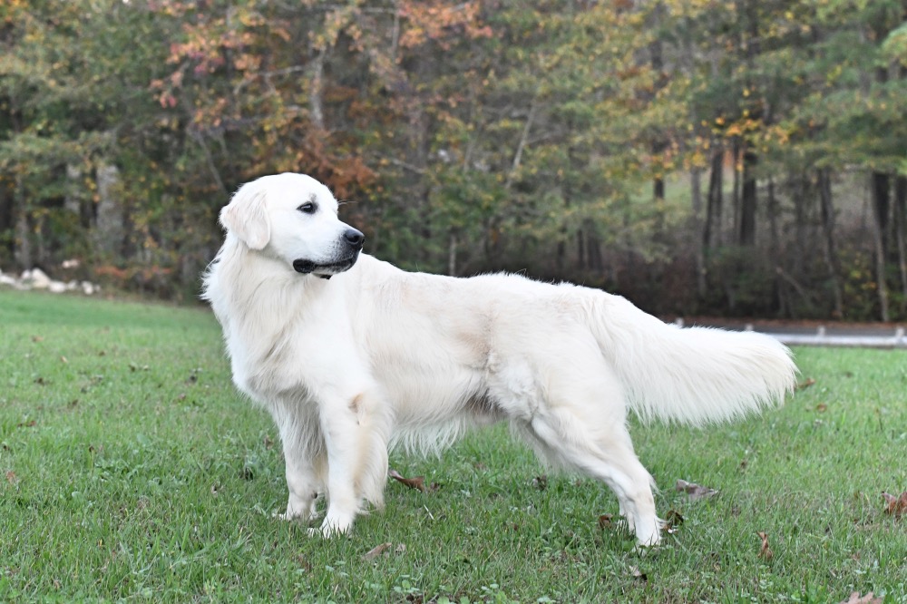 Flynn Stacked in Road Pasture