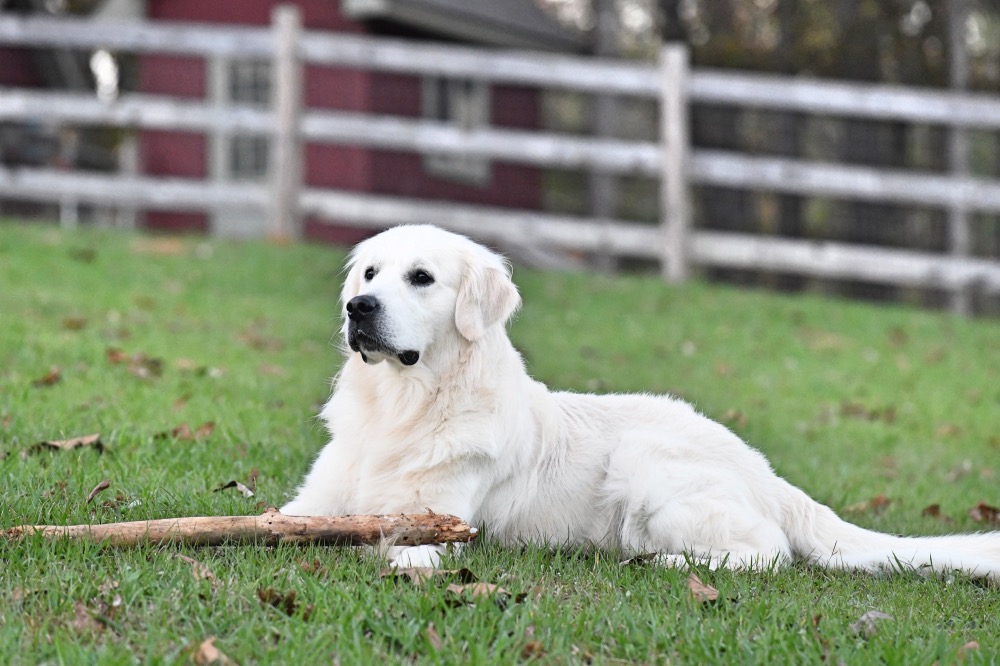 Flynn Lying in Front Pasture With Stick