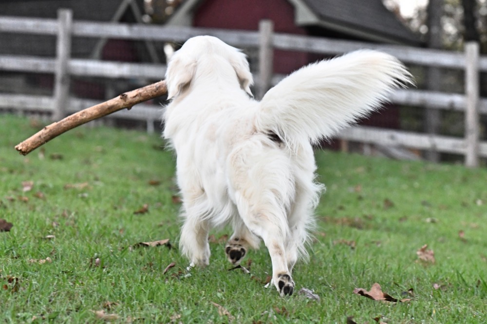 Flynn Walking Away With Stick