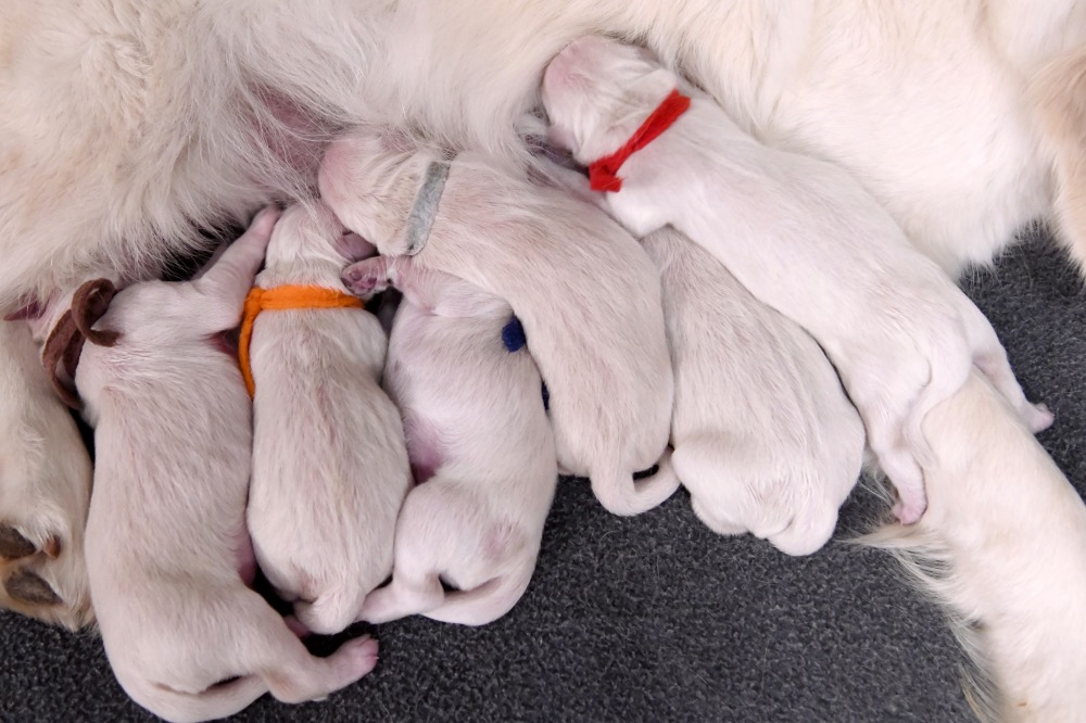 Tara's Newborn Puppies