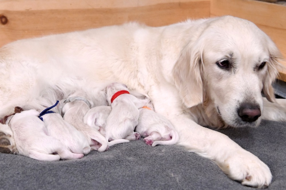 Tara's Newborn Puppies