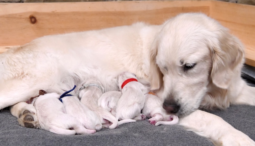Tara's Newborn Puppies