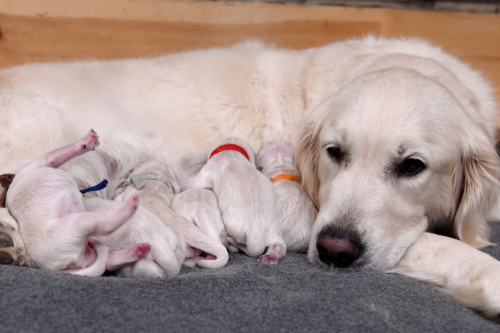 Tara's Newborn Puppies