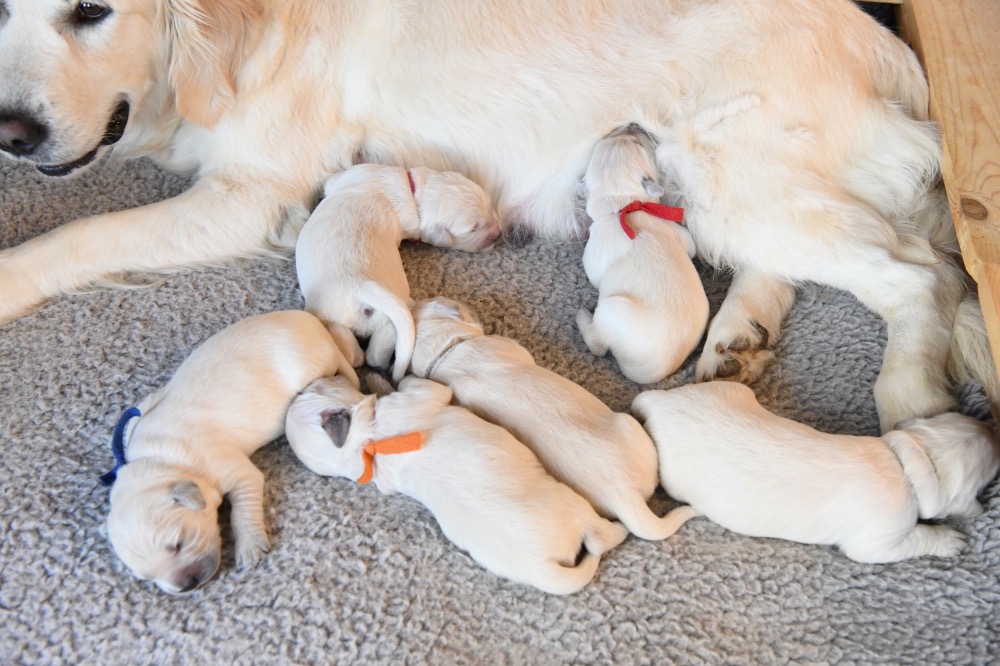 Tara's 1 Week Old Puppies