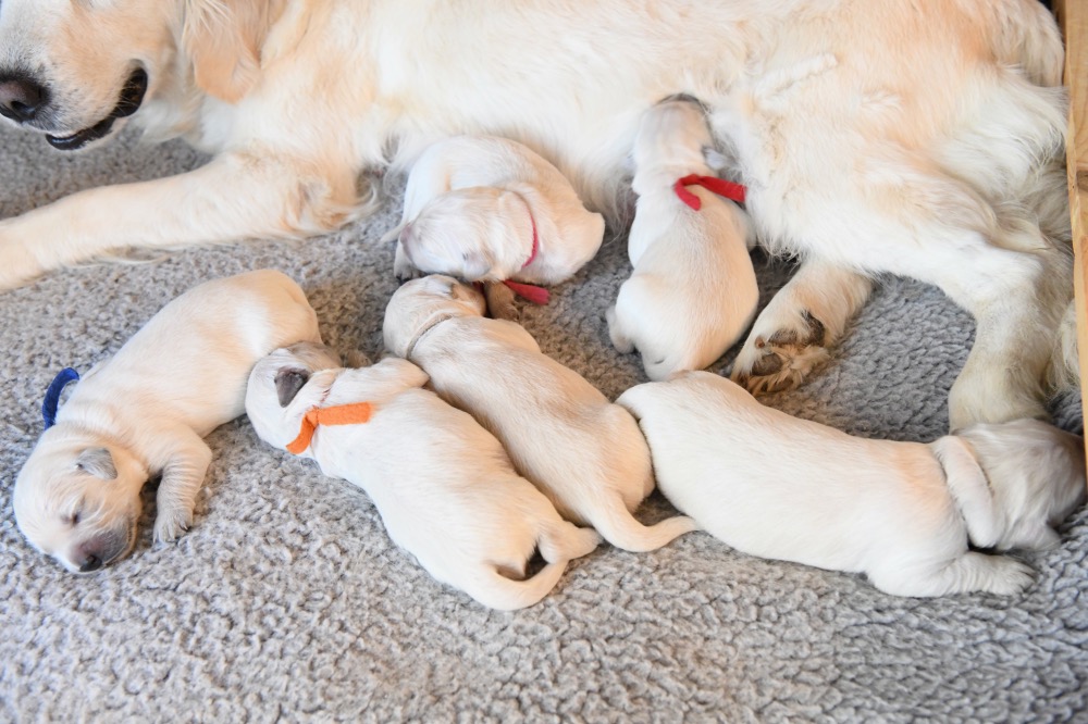 Tara's 1 Week Old Puppies