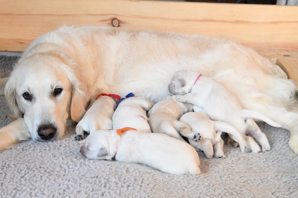 Molly's 1 week old puppies