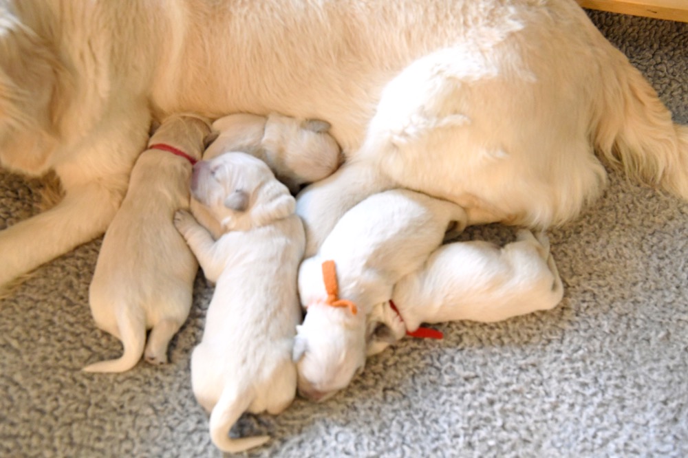 Molly's 1 Week Old Puppies