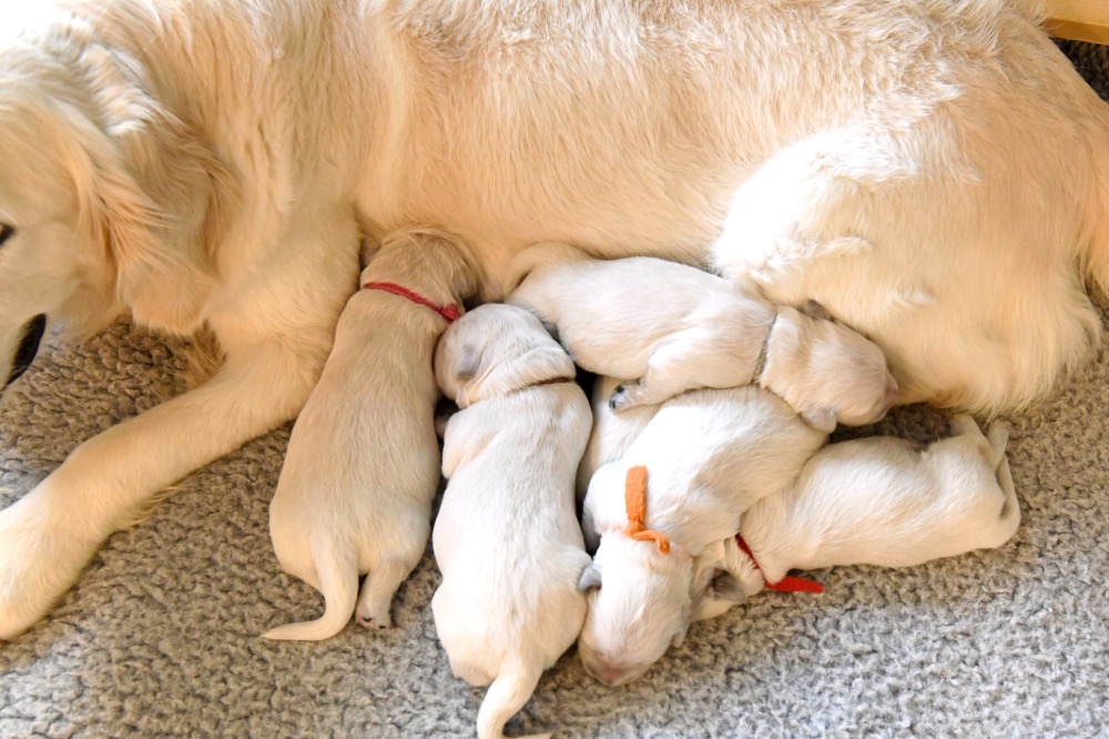 Tara's 1 Week Old Puppies
