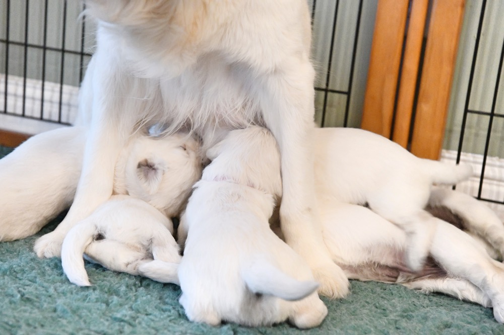 Tara's 3 Week Old Puppies