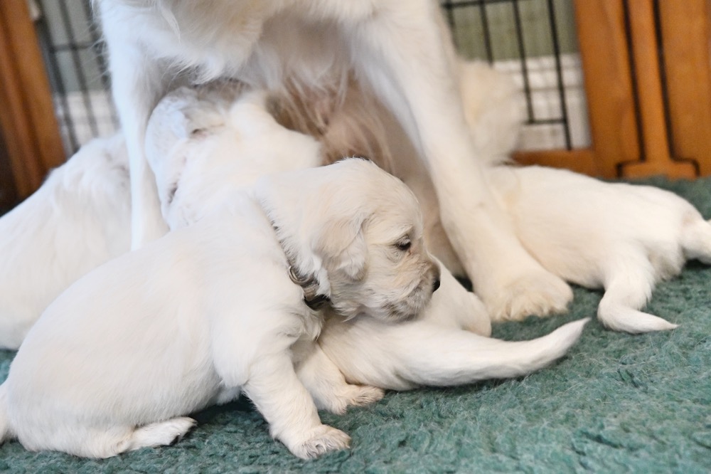 Tara's 3 Week Old Puppies