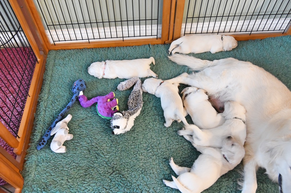 Tara's 3 Week Old Puppies