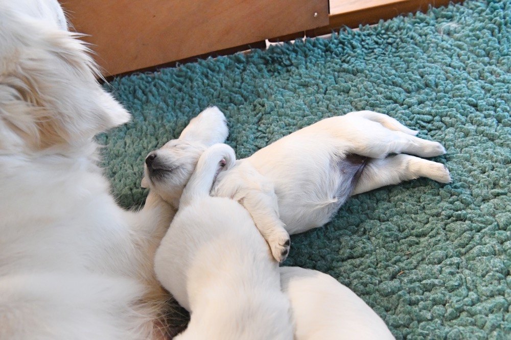 Tara's 3 Week Old Puppies