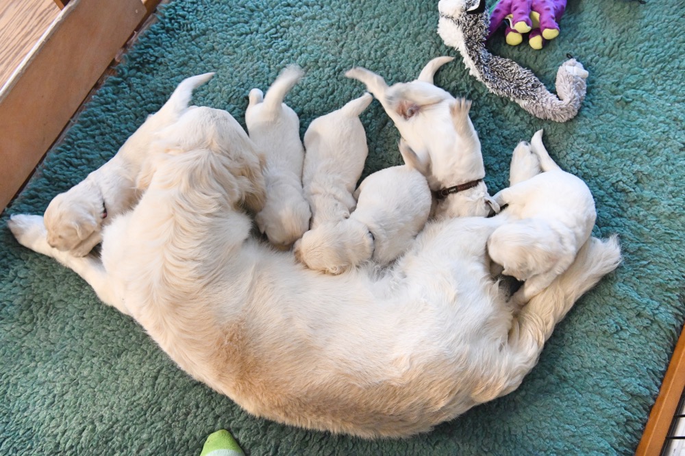 Tara's 3 Week Old Puppies