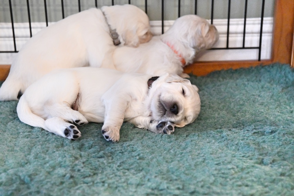 Tara's 3 Week Old Puppies