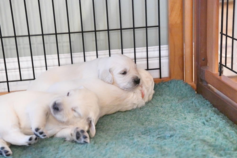 Tara's 3 Week Old Puppies
