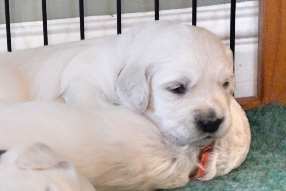 Tara's 3 Week Old Puppies