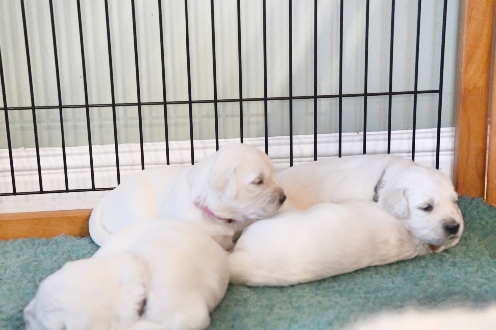 Tara's 3 Week Old Puppies