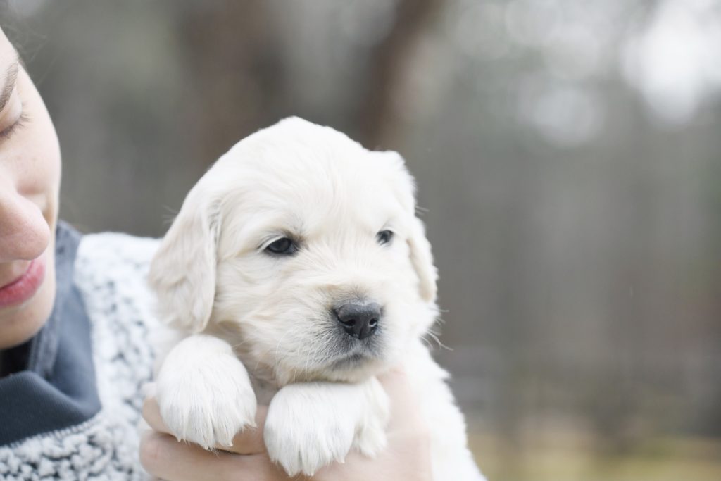 Tara's 4 Week Old Puppies - Miss Pink