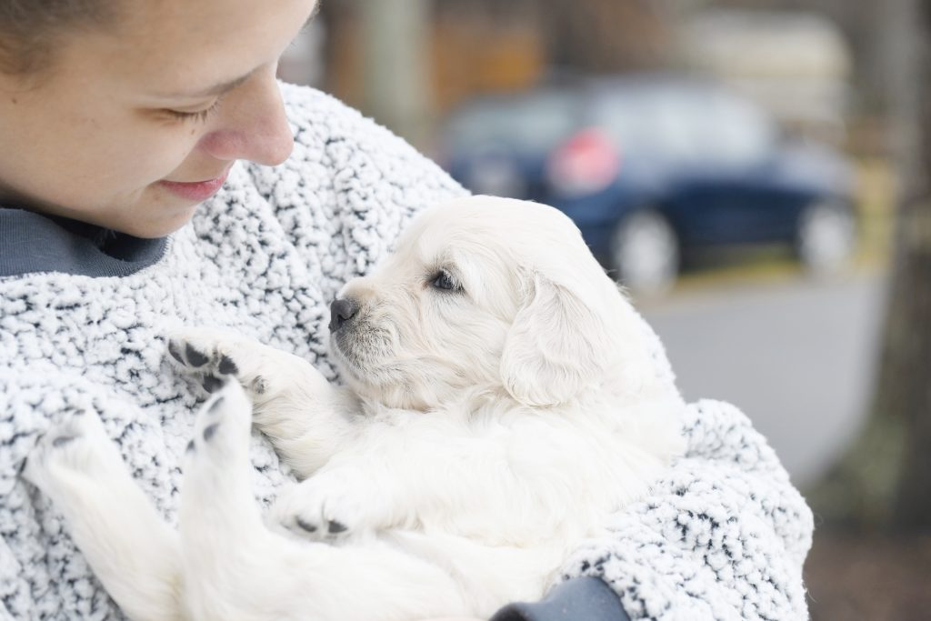Tara's 4 Week Old Puppies - Miss Pink