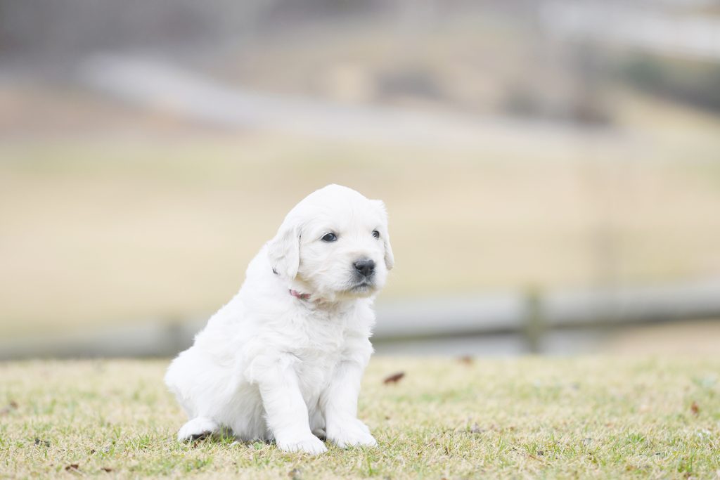 Tara's 4 Week Old Puppies - Miss Pink