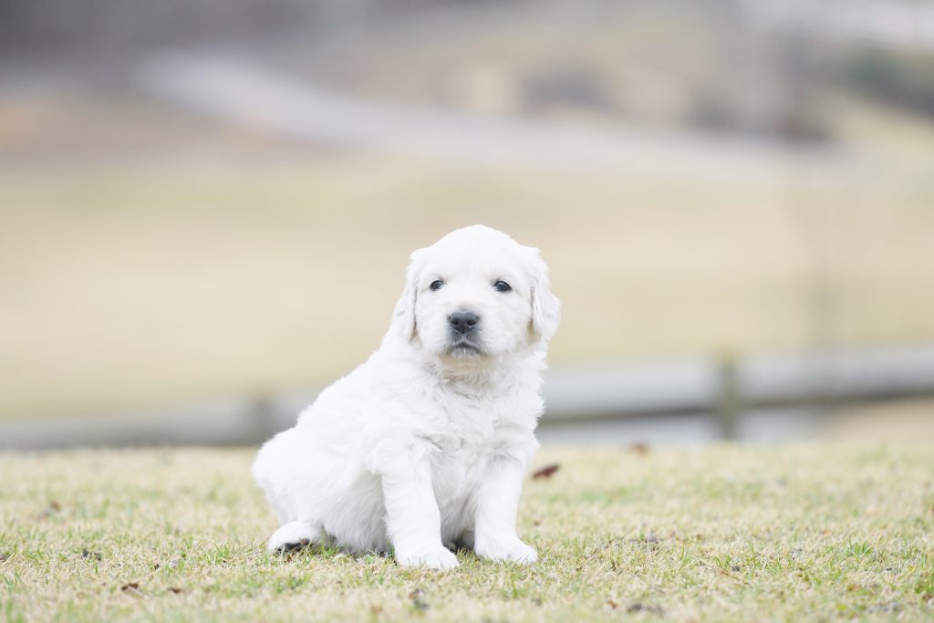 Tara's 4 Week Old Puppies - Miss Pink