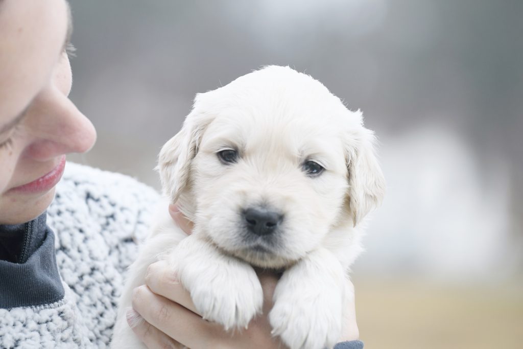 Tara's 4 Week Old Puppies - Mr. Gray