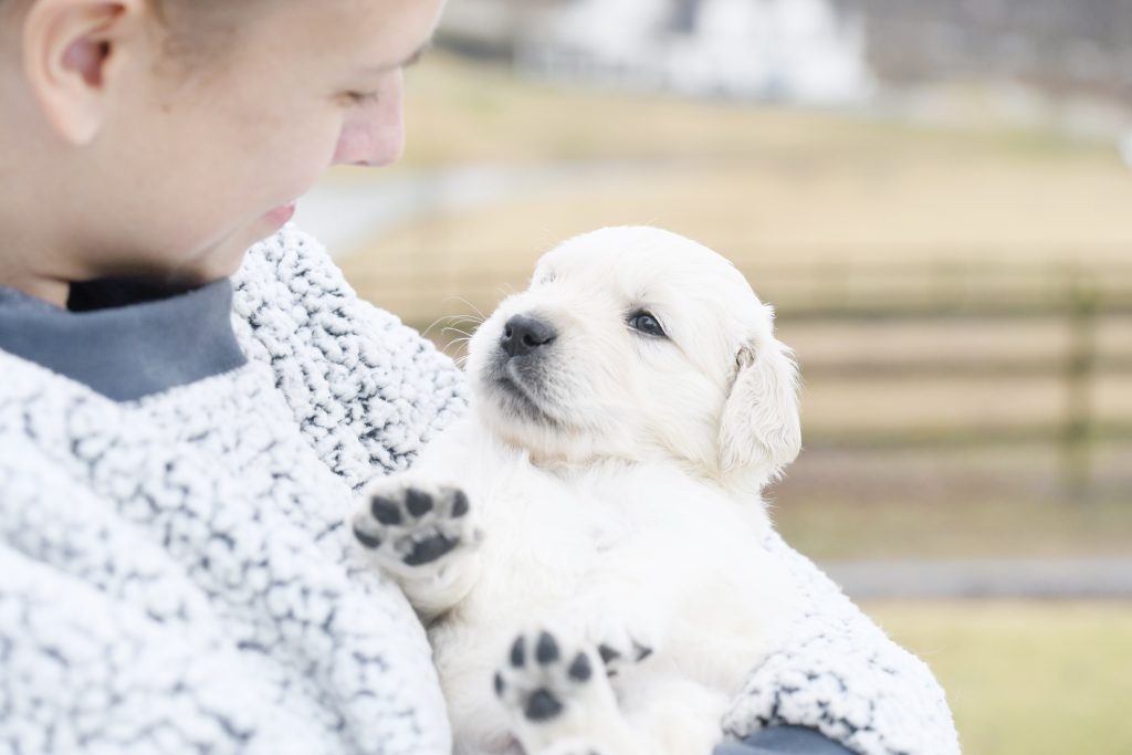Tara's 4 Week Old Puppies - Mr. Gray