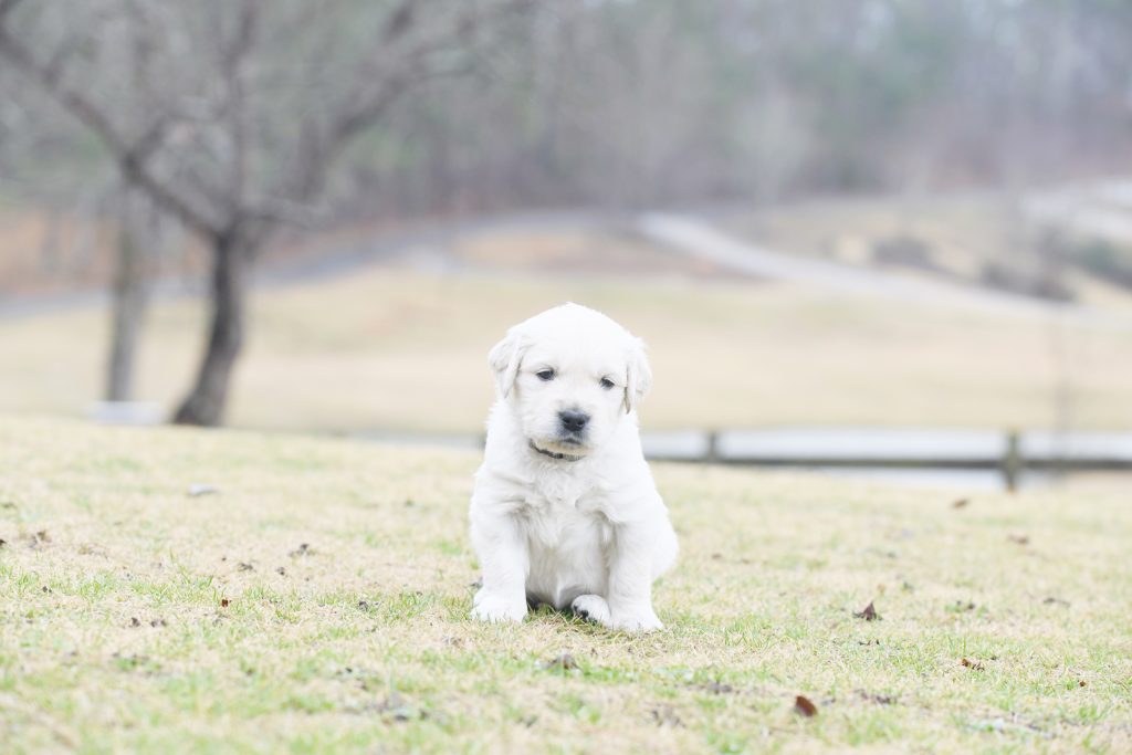 Tara's 4 Week Old Puppies - Mr. Gray