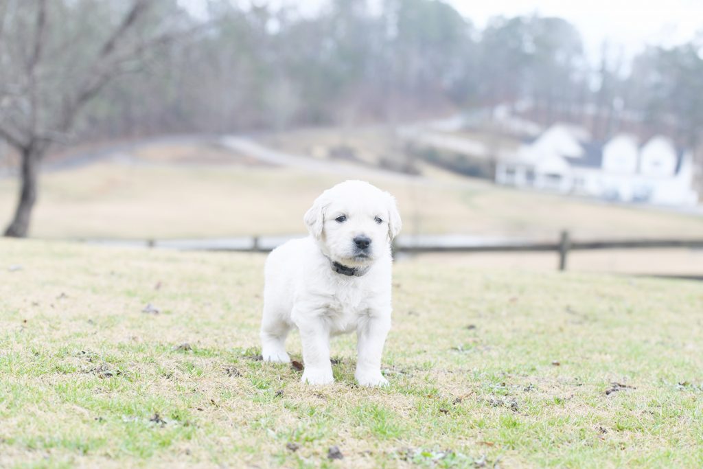 Tara's 4 Week Old Puppies - Mr. Gray