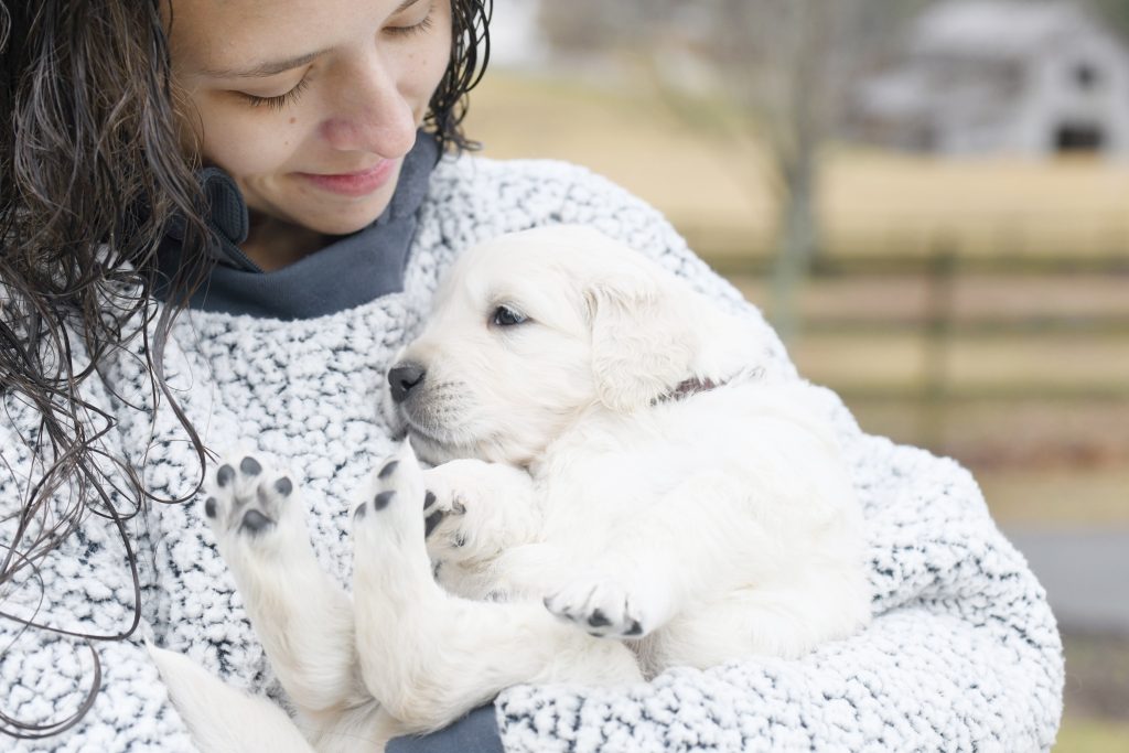 Tara's 4 Week Old Puppies - Mr. Gray