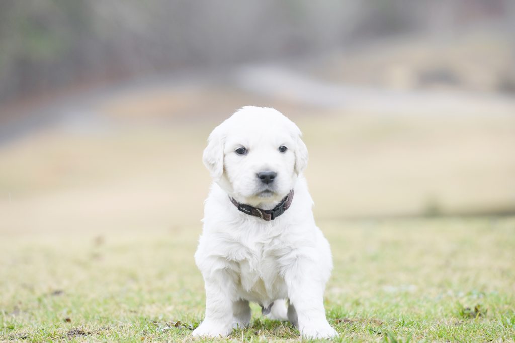 Tara's 4 Week Old Puppies - Mr. Brown