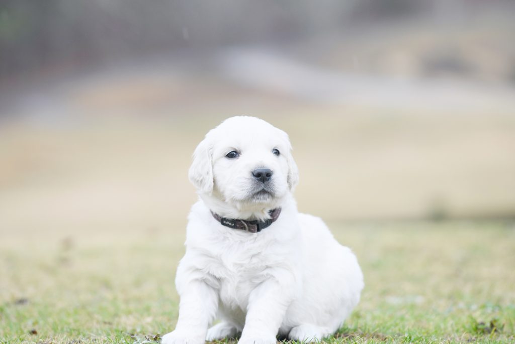 Tara's 4 Week Old Puppies - Mr. Brown