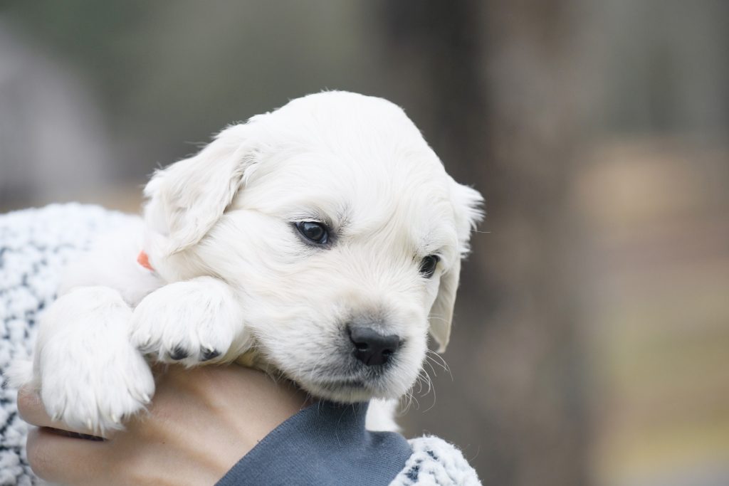Tara's 4 Week Old Puppies - Mr. Orange