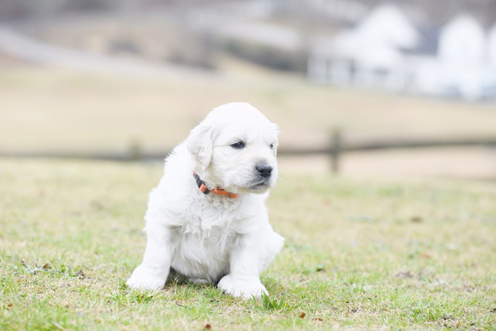 Tara's 4 Week Old Puppies - Mr. Orange