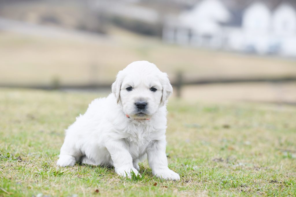 Tara's 4 Week Old Puppies - Mr. Orange