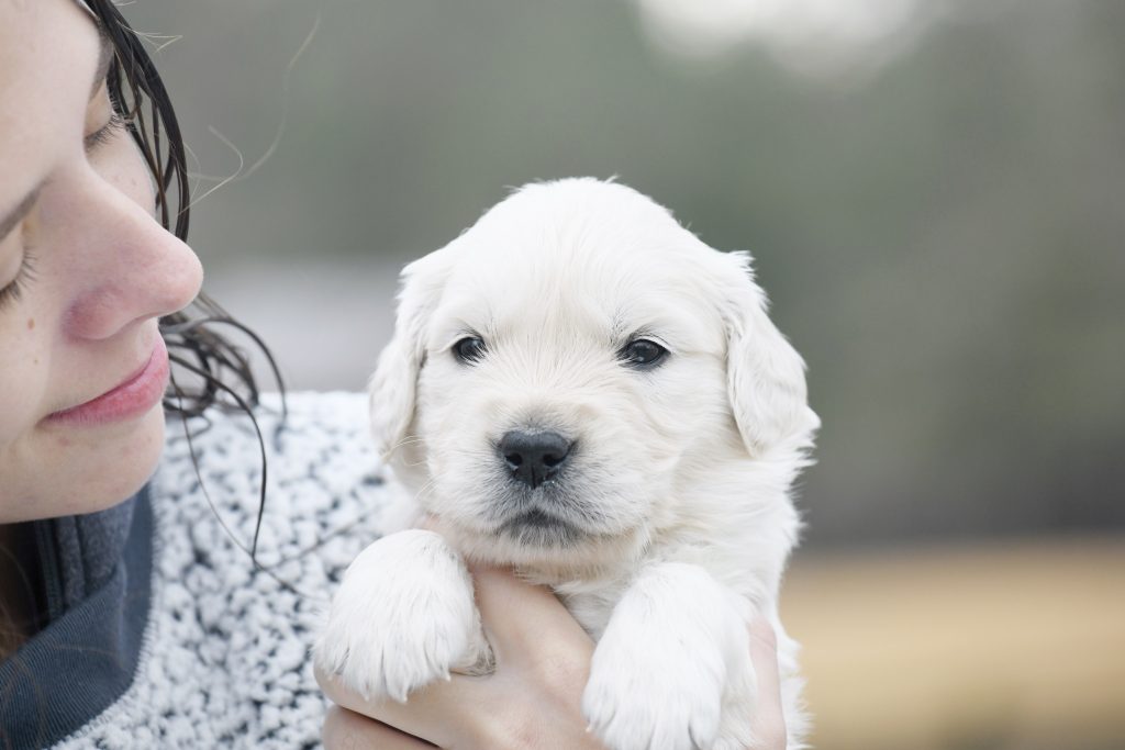 Tara's 4 Week Old Puppies - Mr. Red