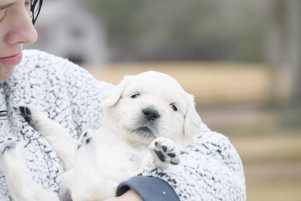 Tara's 4 Week Old Puppies - Mr. Orange