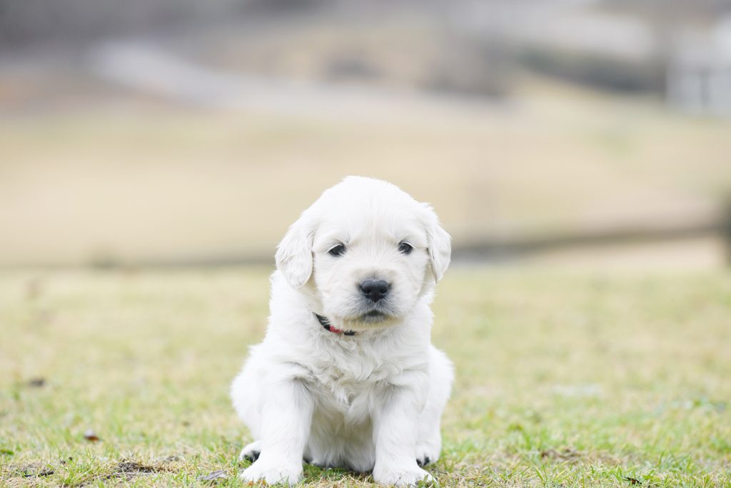 Tara's 4 Week Old Puppies - Mr. Red